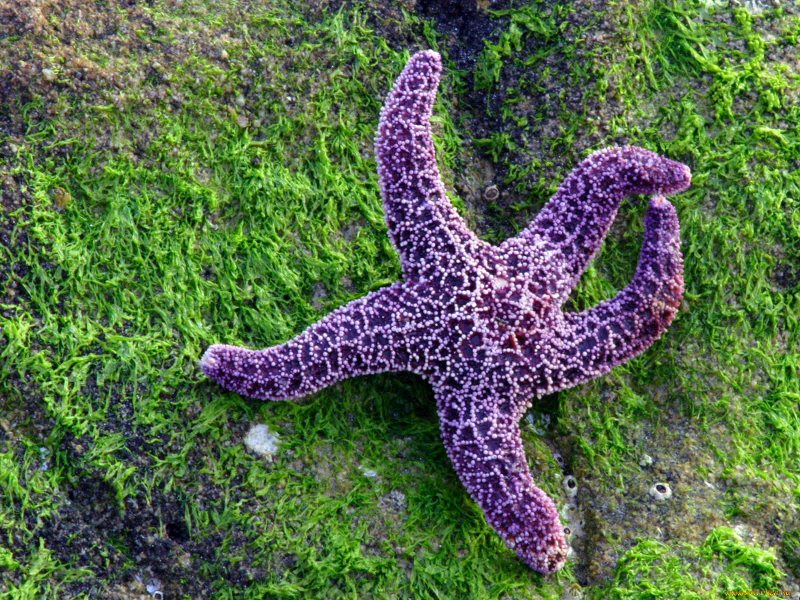 Амурская морская звезда ядовитая